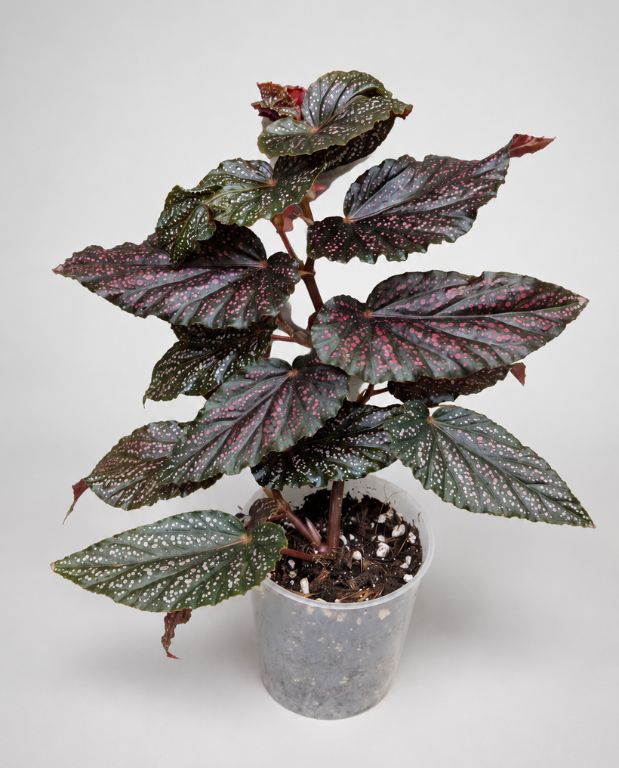 Begonia Hovaria Pink Linda