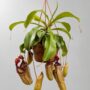 Nepenthes Monkey Jars Sam