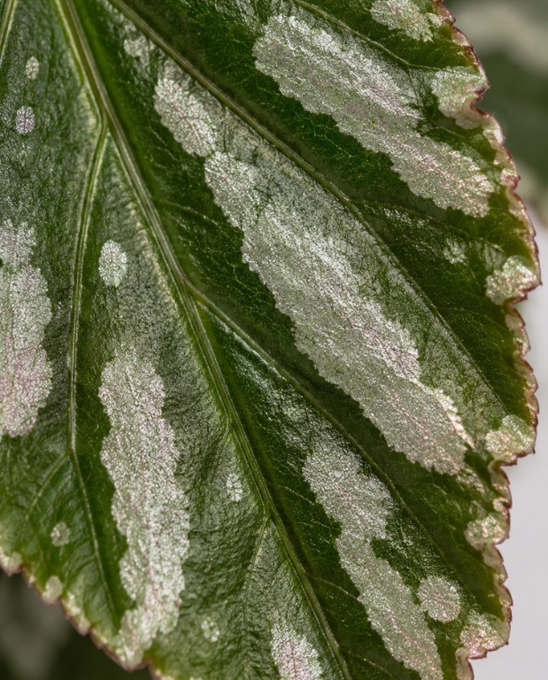 Begonia Julau