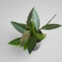 Hoya Carnosa Gracilis