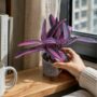 Tradescantia Pallida Purple Heart