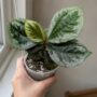 Elatostema Vittatum