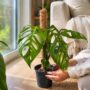 Monstera epipremnoides esqueleto