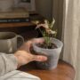 Syngonium Pink Rolli