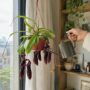 Nepenthes Monkey Jars Bill
