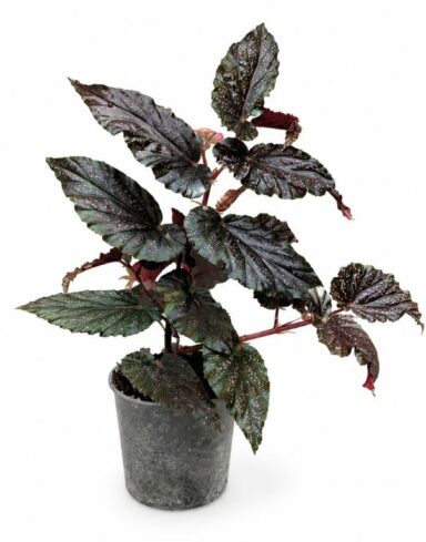 Begonia Hovaria Pink Linda