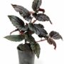 Begonia Hovaria Pink Linda