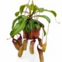 Nepenthes Monkey Jars Sam