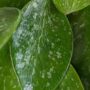 Hoya Carnosa Gracilis