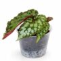 Begonia Lucifer