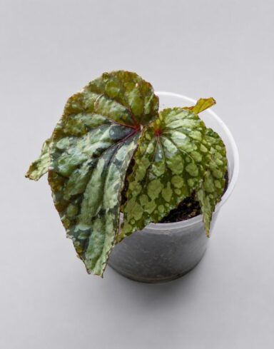 Begonia Lucifer