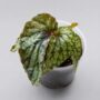 Begonia Lucifer