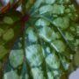 Begonia Lucifer
