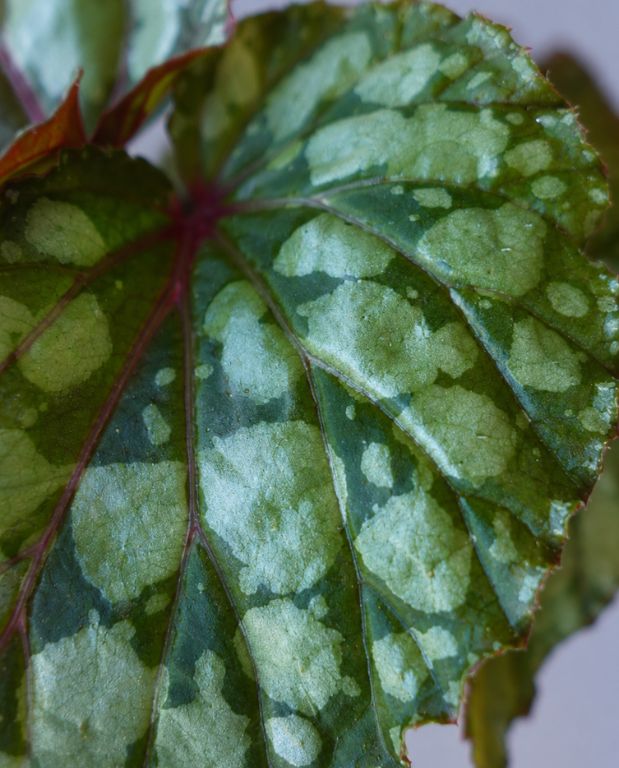 Begonia Lucifer