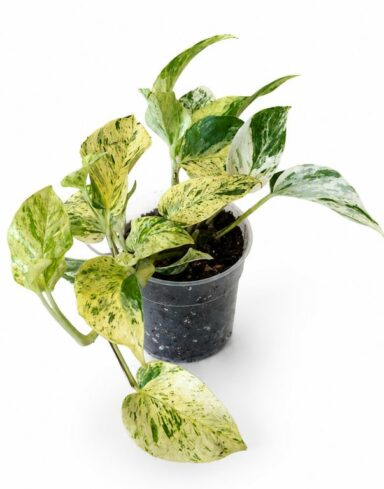 Epipremnum pinnatum Snow Leopard