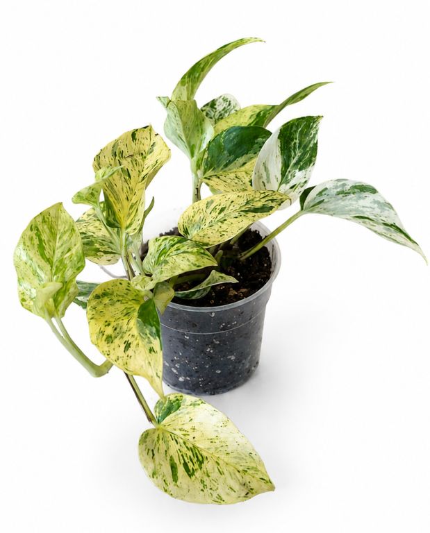 Epipremnum pinnatum Snow Leopard