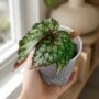 Begonia Lucifer