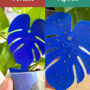 10 Pièges Bleus Englués Anti-Thrips – Pièges Chromatiques