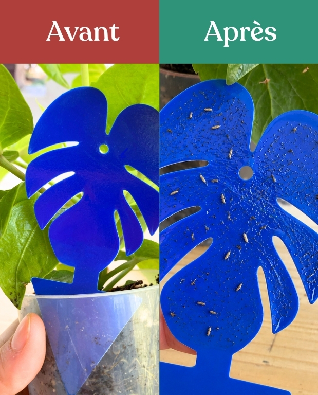 10 Pièges Bleus Englués Anti-Thrips – Pièges Chromatiques