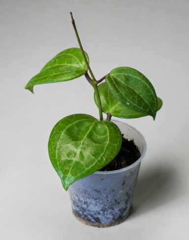 Hoya Sarawak Cream