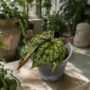 Begonia Lucifer