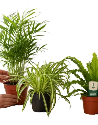 Coffret 3 plantes surprises Pets Friendly