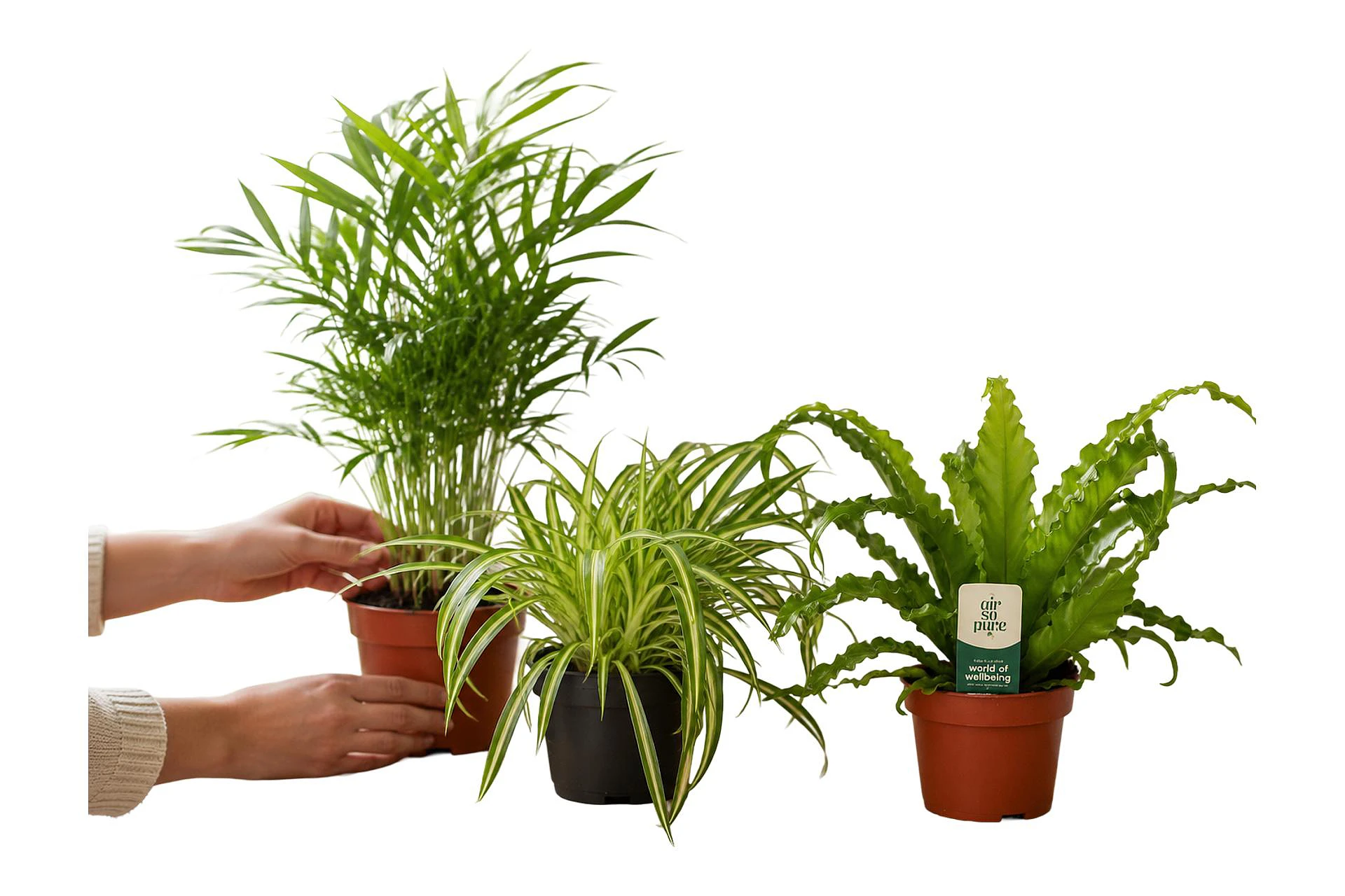 Coffret 3 plantes surprises Pets Friendly