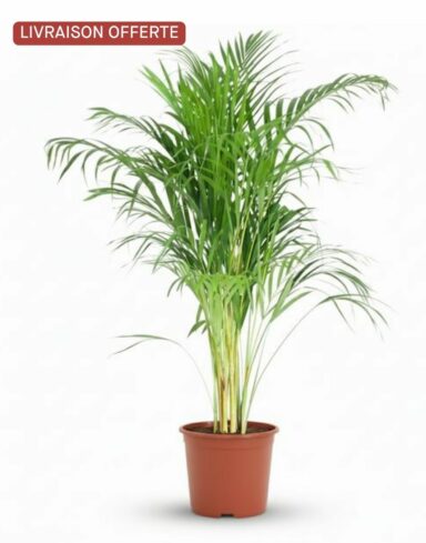 Dypsis Lutescens Areca - Pot 21cm - H 90 à 100cm