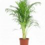 Dypsis Lutescens Areca - Pot 21cm - H 90 à 100cm