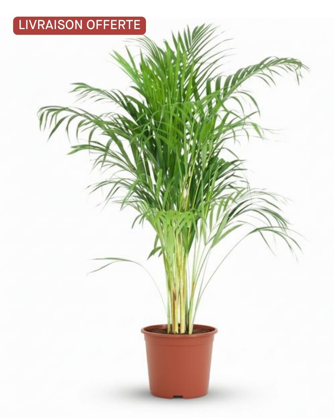 Dypsis Lutescens Areca – Pot 21cm – H 90 à 100cm