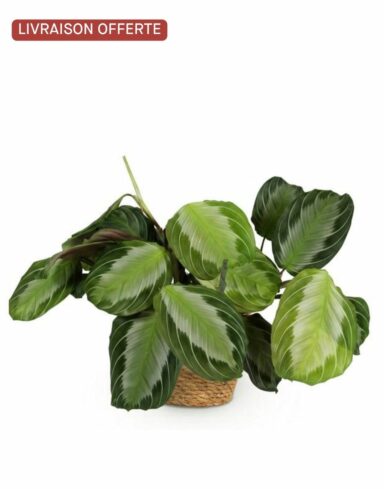 Maranta Fascinator Silverband