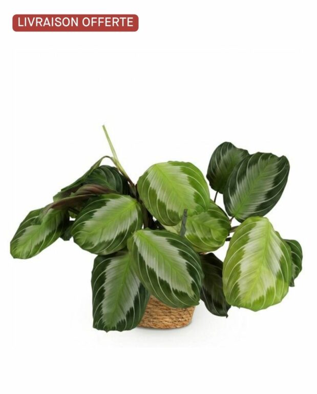 Maranta Fascinator Silverband