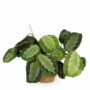 Maranta Fascinator Silverband