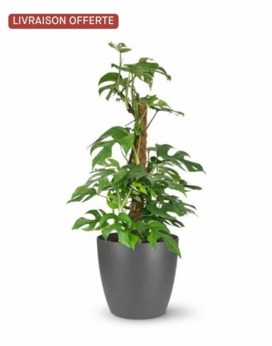 Monstera Minima sur Tuteur – Rhaphidophora Tetrasperma – Pot 19cm – H 90cm