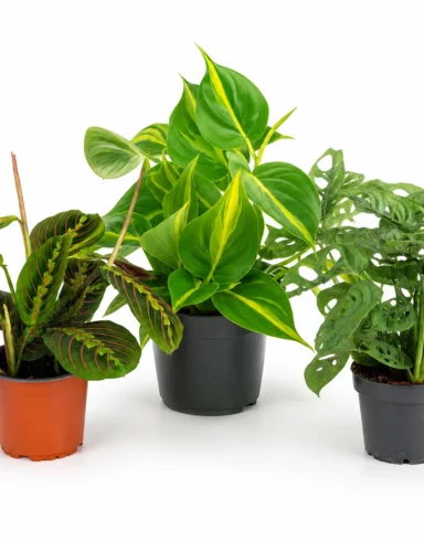 Coffret 3 plantes surprises tombantes