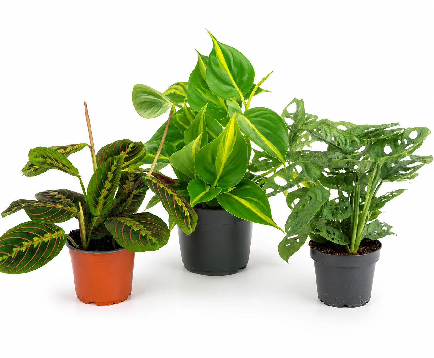 Coffret 3 plantes surprises tombantes