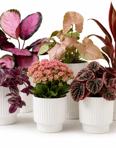 Coffret 3 plantes surprises Roses