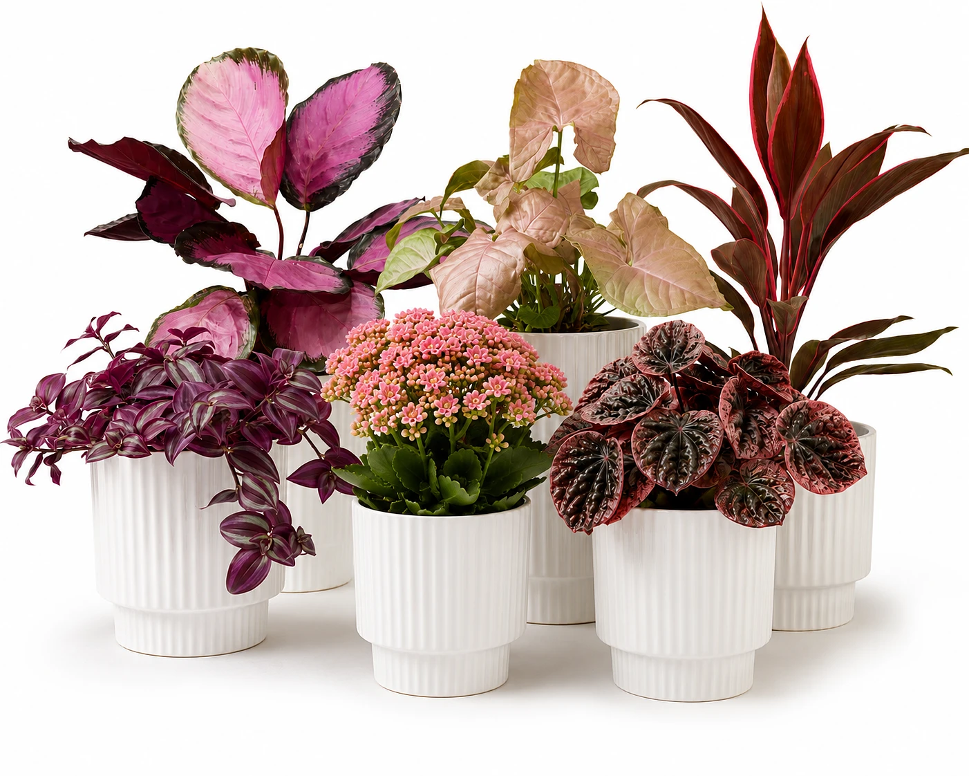 Coffret 3 plantes surprises Roses