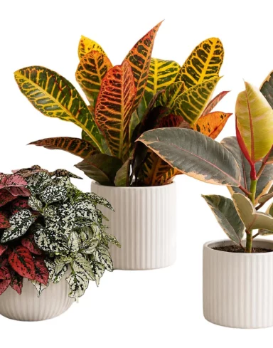 Coffret 3 plantes surprises Colorées