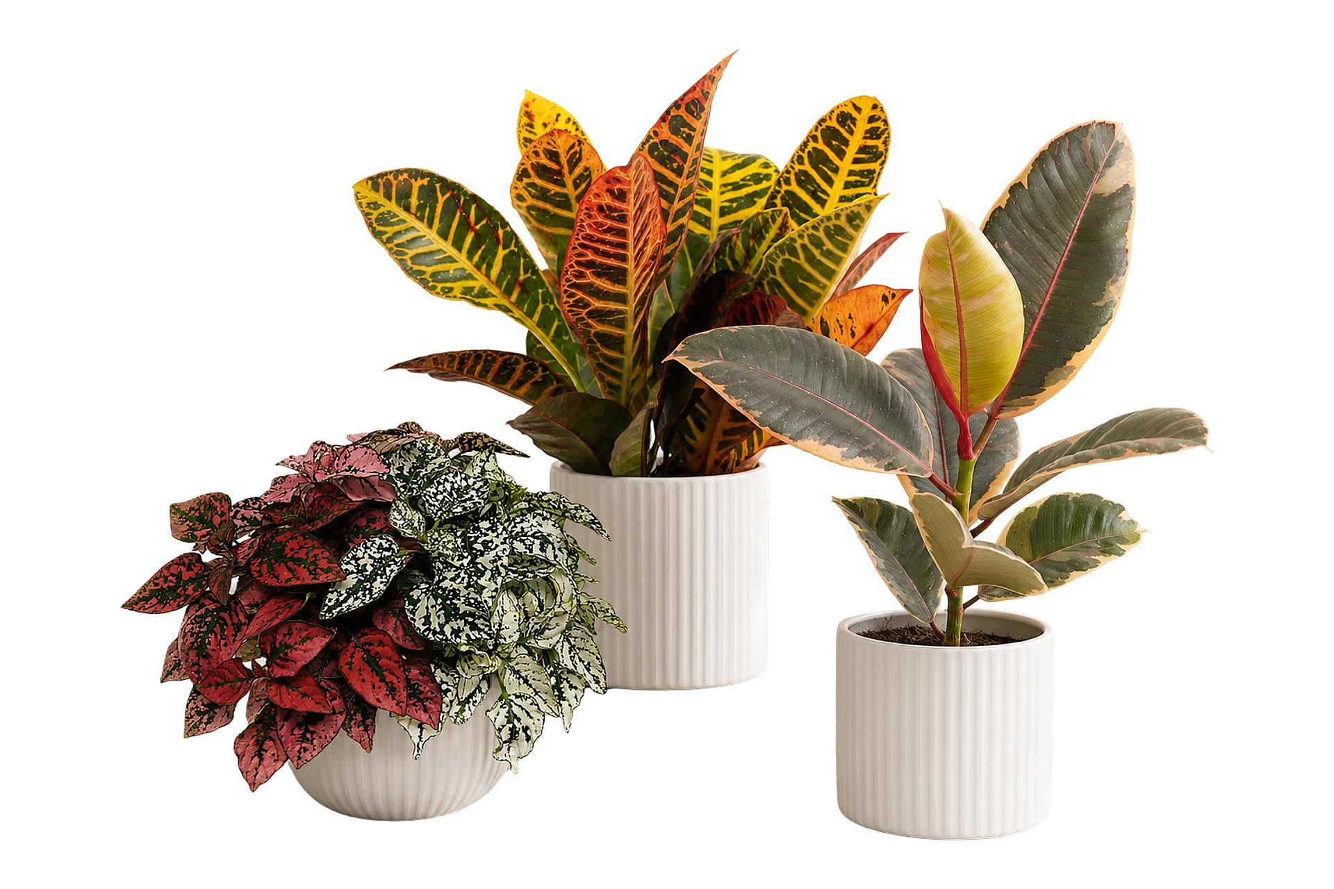 Coffret 3 plantes surprises Colorées