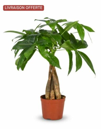 Pachira Aquatica – Arbre à Argent – Pot de 12cm – H 40 – 50cm