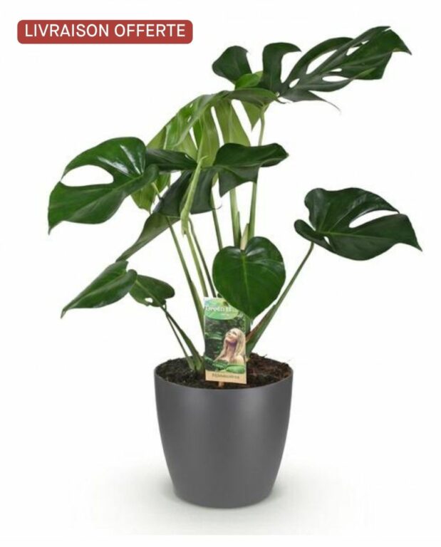 monstera deliciosa