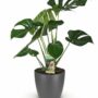 monstera deliciosa
