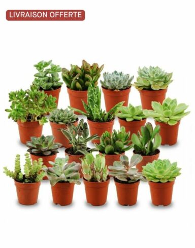 lot 18 mini succulentes