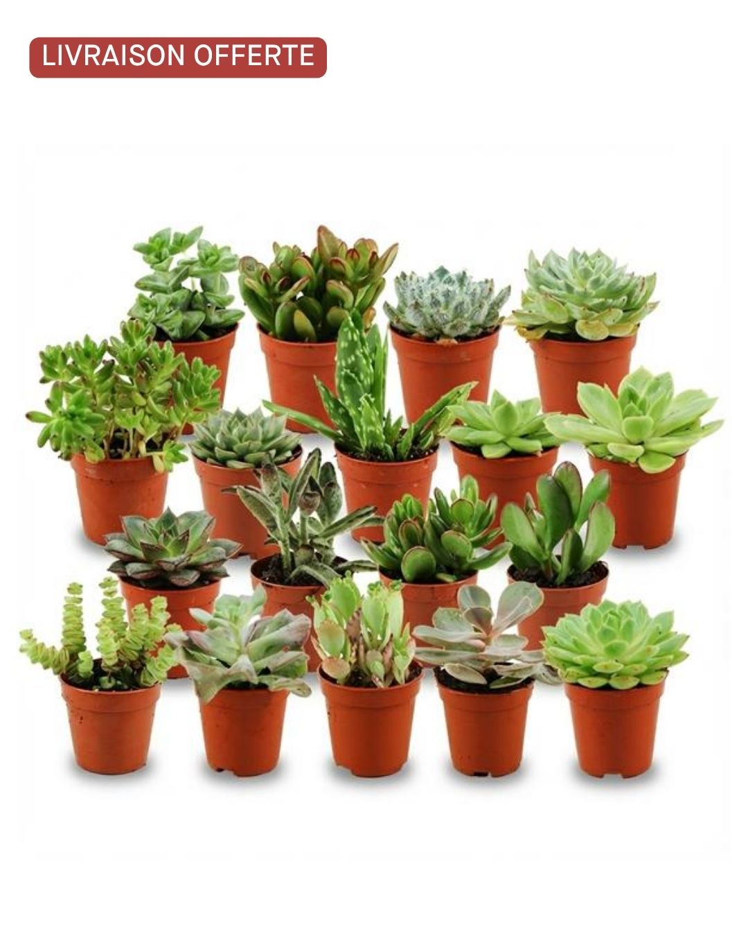 Lot de 18  Mini Succulentes – Pot 6cm – H 10cm