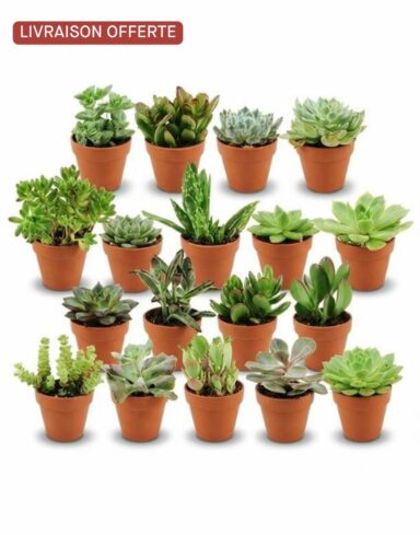 lot 18 mini succulentes