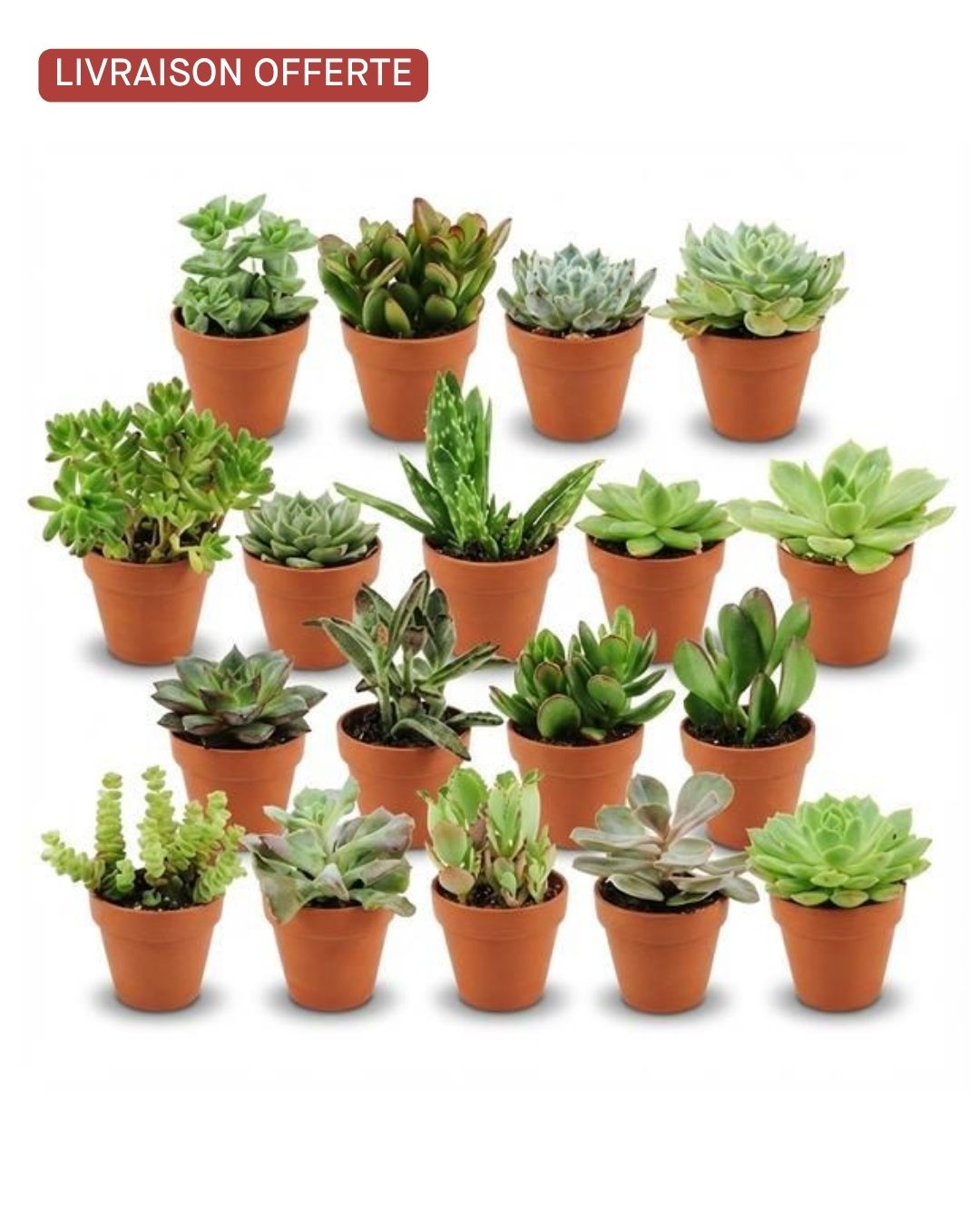 Lot de 18 Mini Succulentes – pot 8,1 cm – H: 5-10 cm avec pots en terre cuite