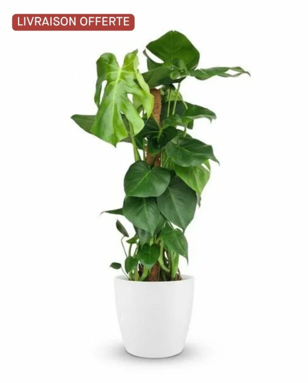 Monstera deliciosa sur tuteur
