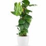 Monstera deliciosa sur tuteur