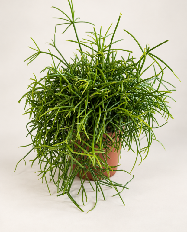 Rhipsalis Oasis - Corail de Roche